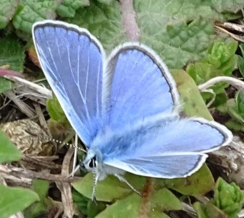 Réf. 228 321 : Polyommatus icarus